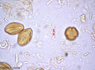 ISEM 2/Greyia_sutherlandii_26756/Greyia_sutherlandii_26756_0001(copy)_thumb.jpg